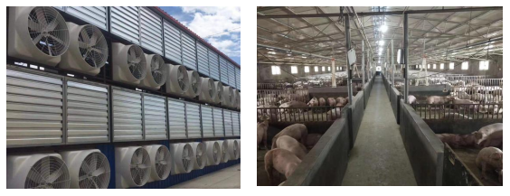 綠色養(yǎng)殖，惡臭驅(qū)散 —— 養(yǎng)豬場環(huán)保升級指南